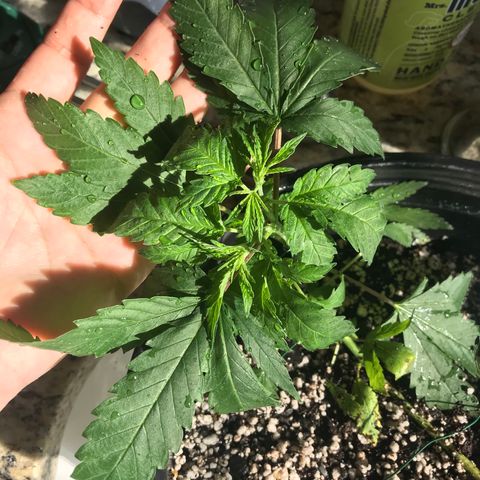 Mac growlog photo: Mac is showing signs of nutrient burn :( his soil has been flushed heavily and the burned tips of the plant have been removed.