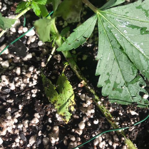 Mac growlog photo: Mac is showing signs of nutrient burn :( his soil has been flushed heavily and the burned tips of the plant have been removed.