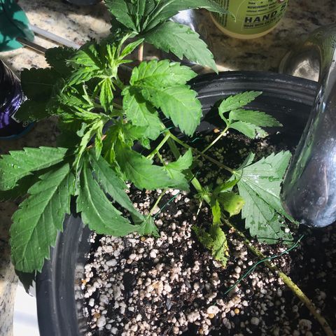 Mac growlog photo: Mac is showing signs of nutrient burn :( his soil has been flushed heavily and the burned tips of the plant have been removed.