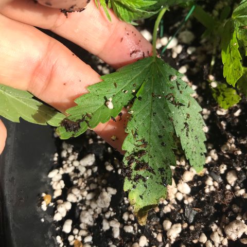 Mac growlog photo: Mac is showing signs of nutrient burn :( his soil has been flushed heavily and the burned tips of the plant have been removed.