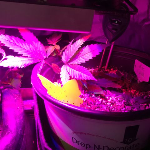 Mac growlog timeline photo