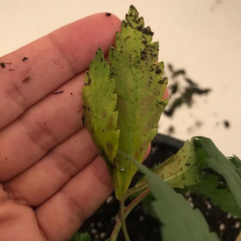 Mac growlog photo: Mac is looking sad :( maybe an iron deficiency?