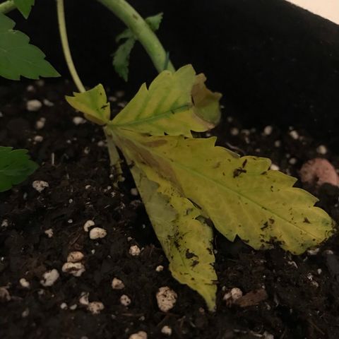 Mac growlog photo: Mac is looking sad :( maybe an iron deficiency?