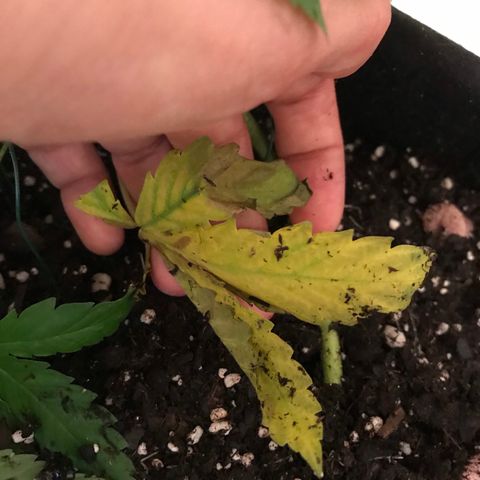 Mac growlog photo: Mac is looking sad :( maybe an iron deficiency?