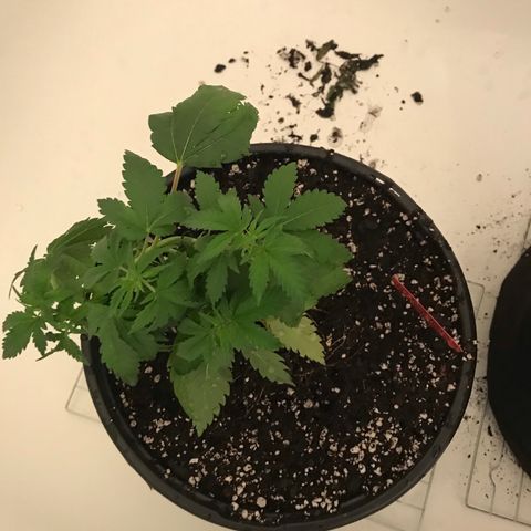 Mac growlog photo: Mac is looking sad :( maybe an iron deficiency?