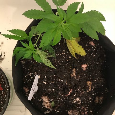 Mac growlog photo: Mac is looking sad :( maybe an iron deficiency?