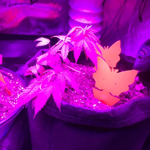 Mac growlog photo: Mac is not doing so well. I don’t know how to help him!