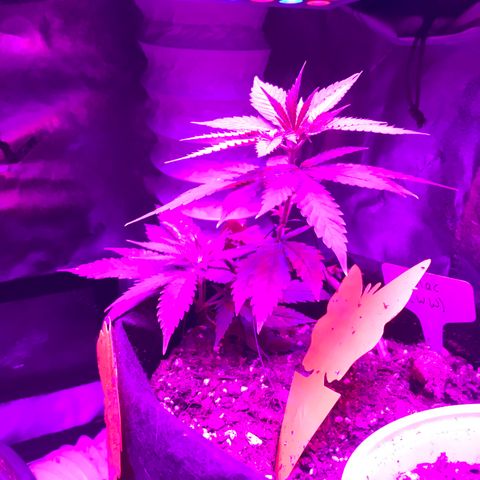 Mac growlog photo: Mac is not doing well but I don’t know how to help