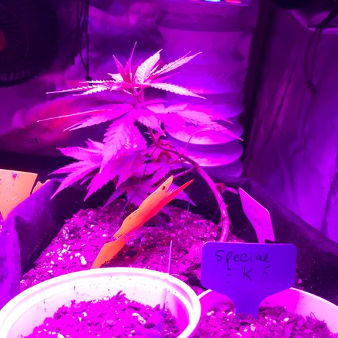 Mac growlog photo: Mac is not doing well but I don’t know how to help