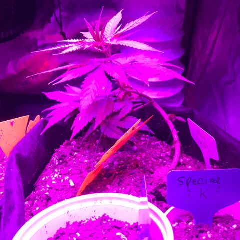 Mac growlog photo: Mac is not doing well but I don’t know how to help