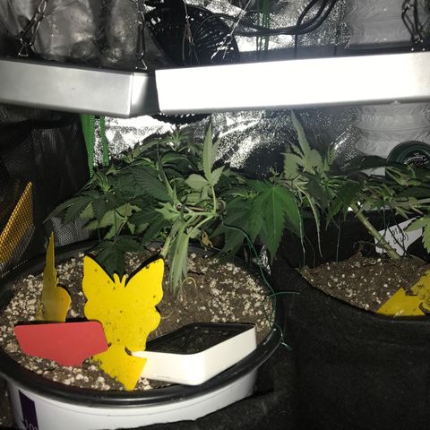 Mac growlog photo: Mac seems to be recovering!