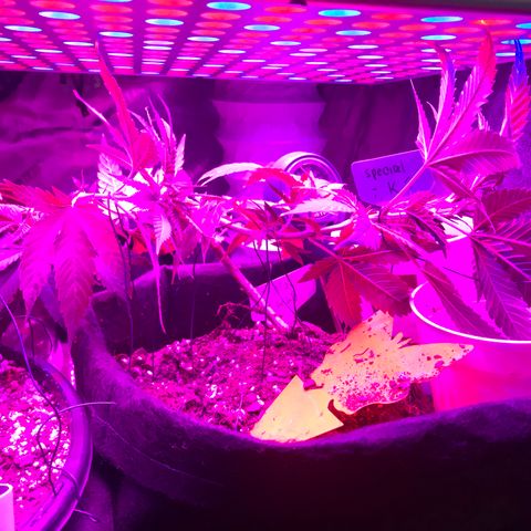 Mac growlog photo: Mac seems to be recovering!