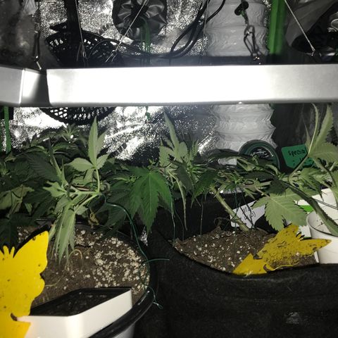 Mac growlog photo: Mac seems to be recovering!