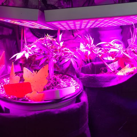 Mac growlog photo: Mac seems to be recovering!