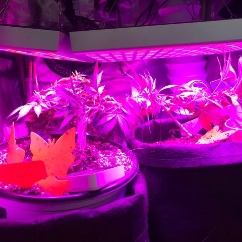Mac growlog photo: Mac seems to be recovering!