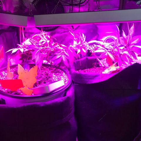 Mac growlog photo: Mac seems to be recovering!