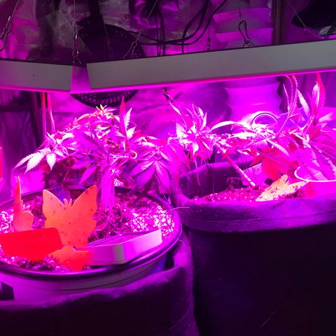 Mac growlog photo: Mac seems to be recovering!