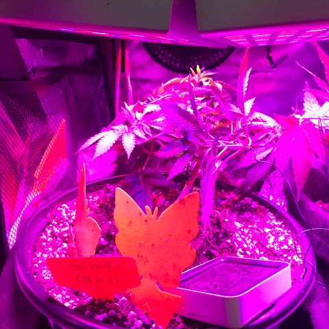 Mac growlog photo: Mac seems to be recovering!