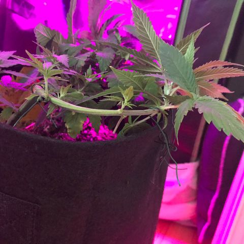 Mac growlog photo: Mac is bouncing back and looks better than ever!