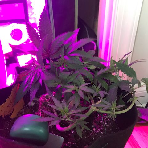 Mac growlog photo: Mac is bouncing back and looks better than ever!