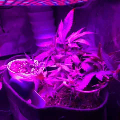 Mac growlog photo: Mac is bouncing back and looks better than ever!