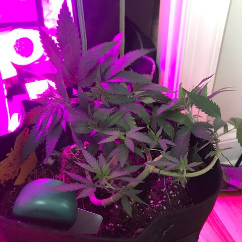 Mac growlog photo: Mac is bouncing back and looks better than ever!