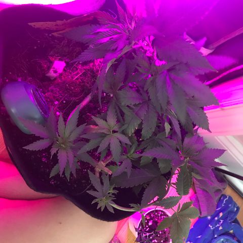 Mac growlog photo: Mac is bouncing back and looks better than ever!