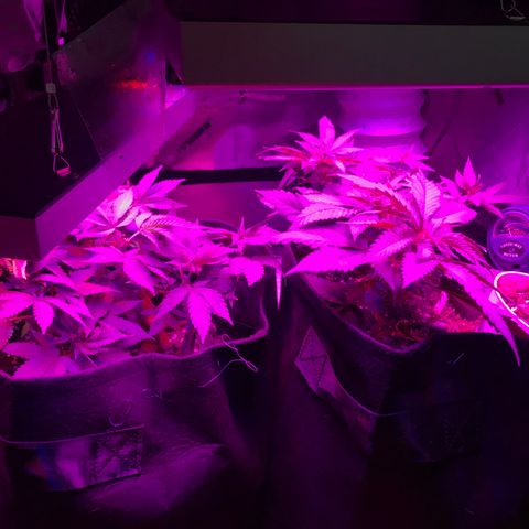 Mac growlog photo: The boys look great! 