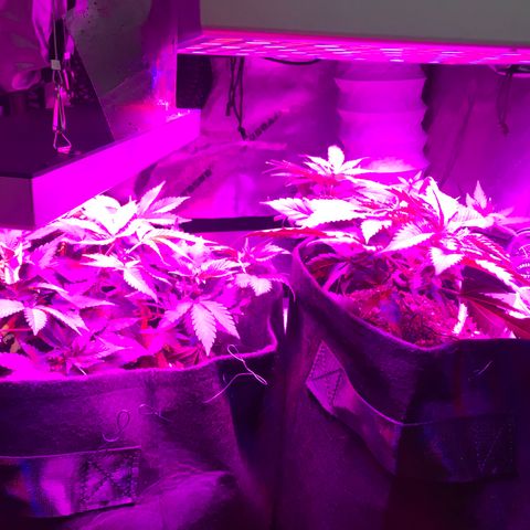 Mac growlog photo: The boys look great! 