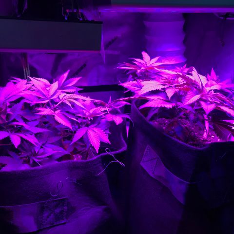 Mac growlog photo: The boys look great! 