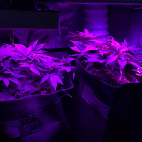 Mac growlog photo: The boys look great! 