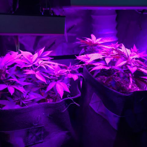 Mac growlog photo: The boys look great! 