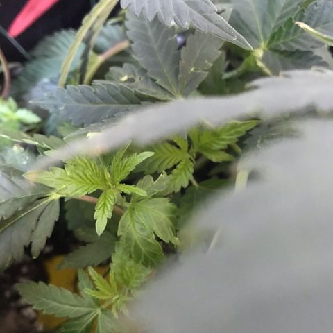 Mac growlog photo: Mac is doing great!