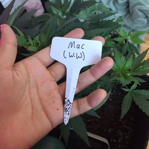 Mac growlog photo: Mac is doing great!