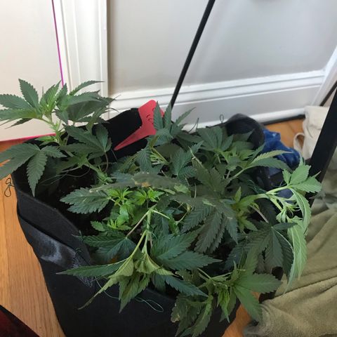 Mac growlog photo: Mac is doing great!