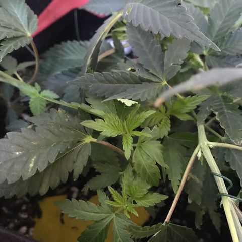 Mac growlog photo: Mac is doing great!