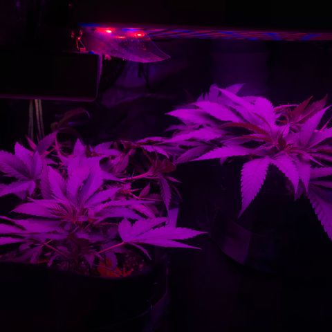 Mac growlog timeline photo