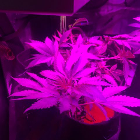 Mac growlog timeline photo