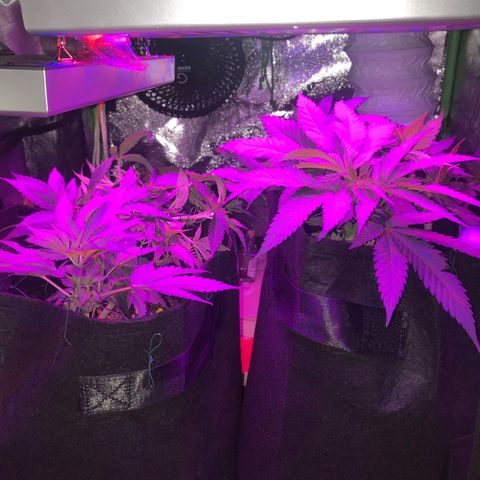 Mac growlog timeline photo