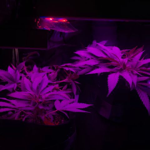 Mac growlog timeline photo