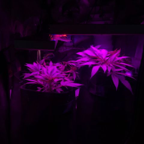Mac growlog timeline photo