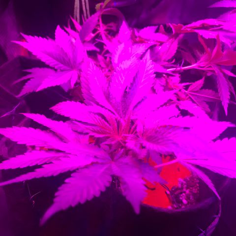 Mac growlog timeline photo