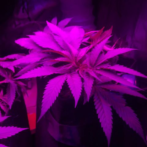 Mac growlog timeline photo