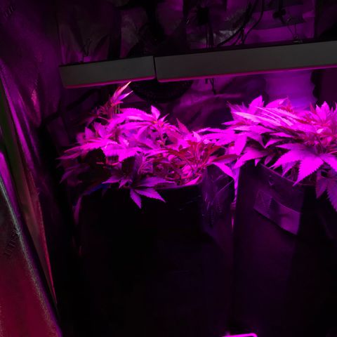 Mac growlog timeline photo