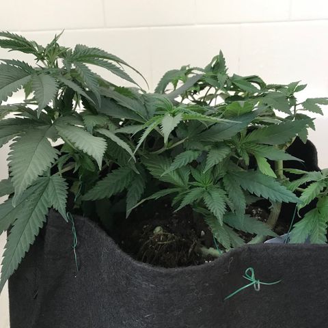 Mac growlog photo: WATER AND NUTES for both Charlie and Mac today!

Mac is looking great!
