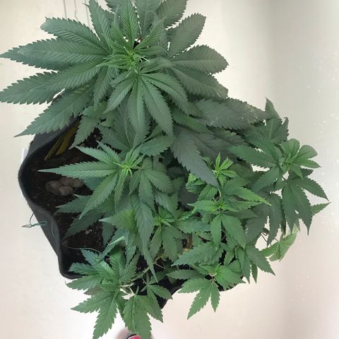 Mac growlog photo: WATER AND NUTES for both Charlie and Mac today!

Mac is looking great!