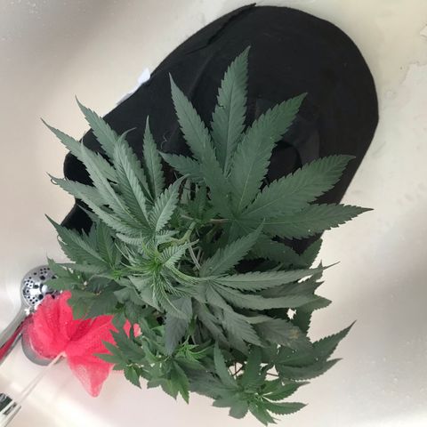 Mac growlog photo: WATER AND NUTES for both Charlie and Mac today!

Mac is looking great!