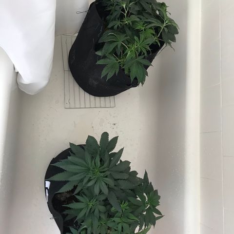 Mac growlog photo: The fam got water and nutes today!