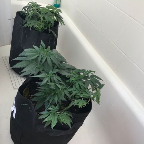 Mac growlog photo: The fam got water and nutes today!
