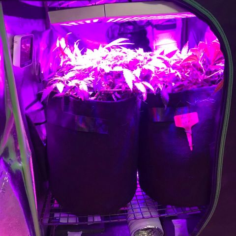 Mac growlog photo: Paddy’s got a makeover! The boys are now on a stand with airflow running underneath. I’m super excited about this idea because it will help with circulation AND making sure the bottom doesn’t build up mold. I want to get another shelf and have a second stand in the back for other planty additions. 😍✨